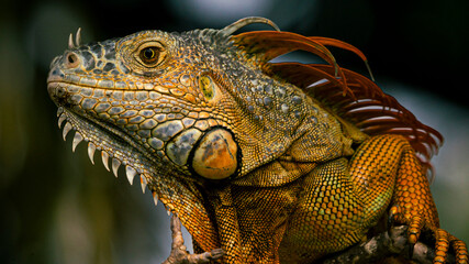 Iguana posando