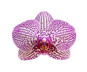 Pink - White orchid isolated on white background, soft focus and clipping path.