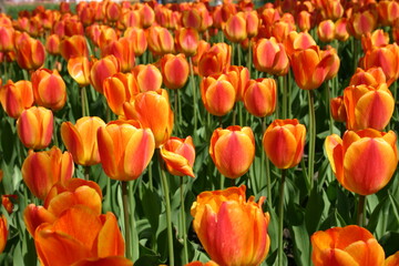 Orange Tulip Field