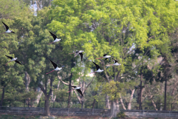 Beautiful shot of a flock of Plover birds in flight with green trees in the background.