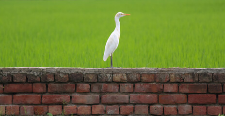 Zoom in shot of a Heron standing on a wall and Crop fields behind.
