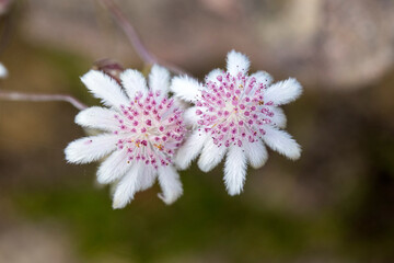 Rare Pink Flannel Flowers flowering after 2020 bushfires in Eastern Australia