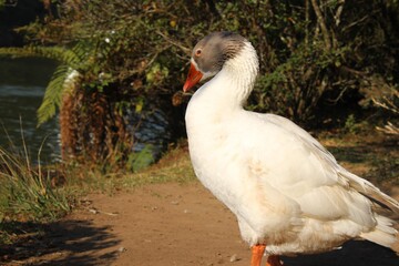 Obraz premium duck in the pond