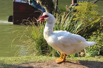 Obraz premium white goose on the grass