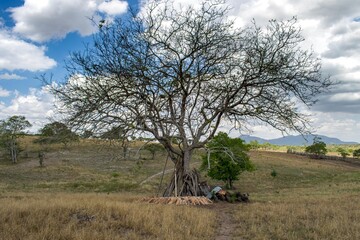 Leafless tree