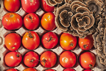 Red tomatoes and cut toxic mushrooms are in an egg carton.