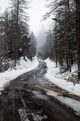 snow covered road in the forest