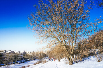 Hill with trees in winter