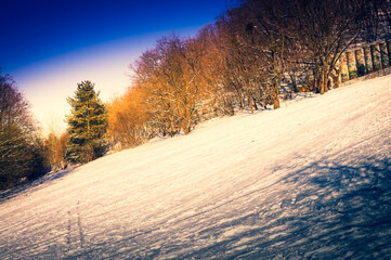 Hill with trees in winter