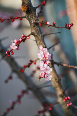 peach branch of a tree with flowers 