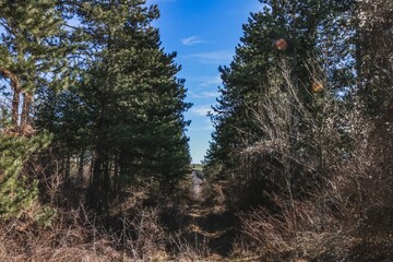 trees in the forest bulgaria
