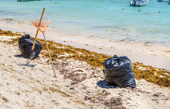Rakes, pitchforks and garbage baf used for seaweeds removal at beach