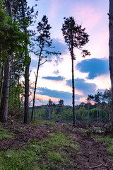 sunset in the forest