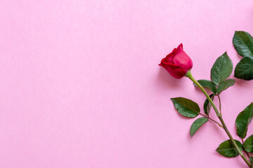 Red Rose Flowers in pink background for valentines day gift