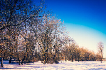 Trees in park covered with snow in winter