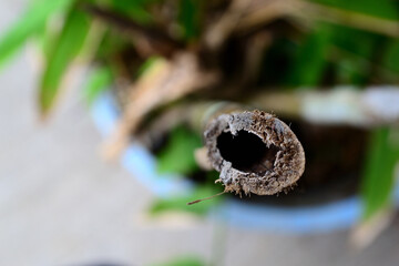 Naklejka premium Cut of bamboo