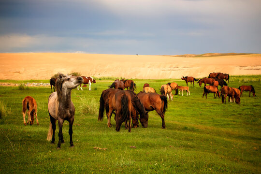 Legend Horse of Chinggis khaan's nations