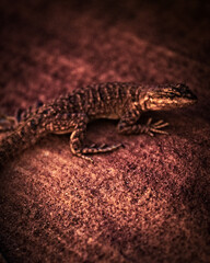 lizard on a stone with rough texture