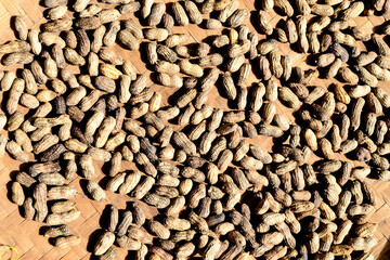 peanuts that are drying in the sun and have not been cleaned