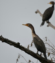 Double-crested Cormorants from Louisiana 