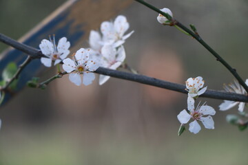 cherry blossom in spring