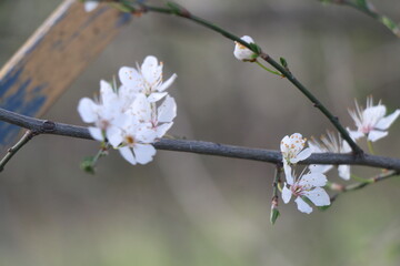 cherry blossom in spring