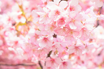 満開の河津桜
