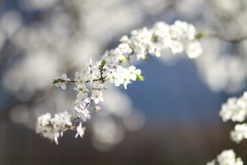 blossom in spring
