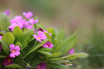 pink flowersis the name iglika in the forest