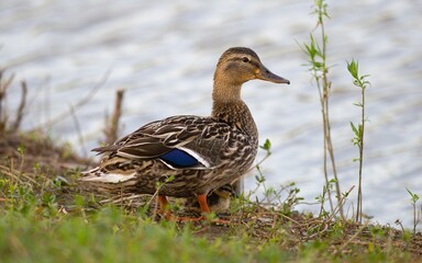Male and Female Mallard from local pond