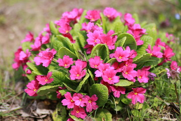 pink flowers in the garden bulgaria
