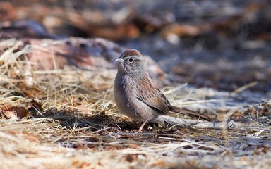 Rufous-crowned Sparrow seen in Utah