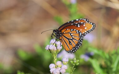 Obraz na płótnie Canvas Butterfly captured in south Texas