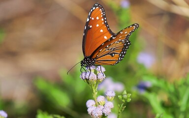 Butterfly captured in south Texas