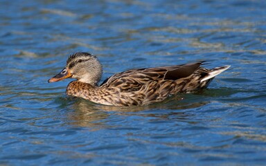 Male and Female Mallard from local pond