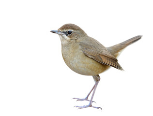 beautiful brown bird isolated on whtie background showing details from face head body tail legs and feet
