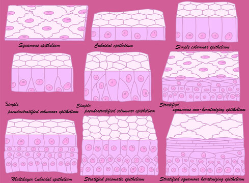 Types of epithelium. Epithelial cells in a variety of configurations.