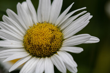 Obraz premium daisy flower closeup