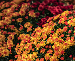 red and yellow mums in the fall