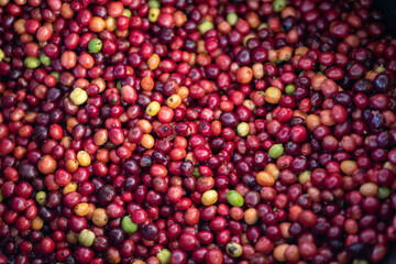 fresh coffee beans