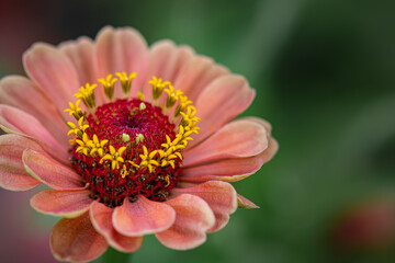 orange and yellow zinnia closeup
