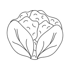 cauliflower vegetable icon, line style