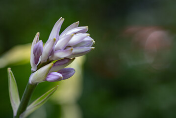 purple and white flower in the garden