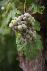 close up of a bunch of grapes