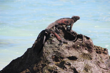 Marine Iguana(s) on the Galapagos Islands.
