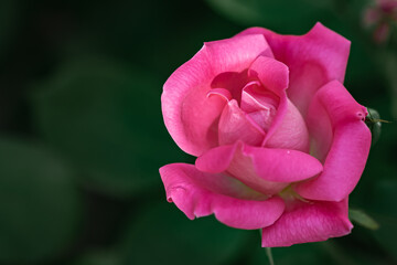 single pink rose 