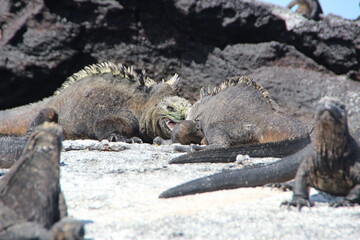 Marine Iguana(s) on the Galapagos Islands.