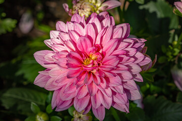 closeup of pink chrysanthemum in sunshine