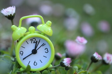 Spring time. Green alarm clock in chamomile flowers. Spring garden work.Floriculture and...