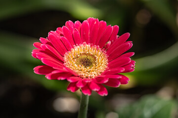 closeup of pink barberton daisy